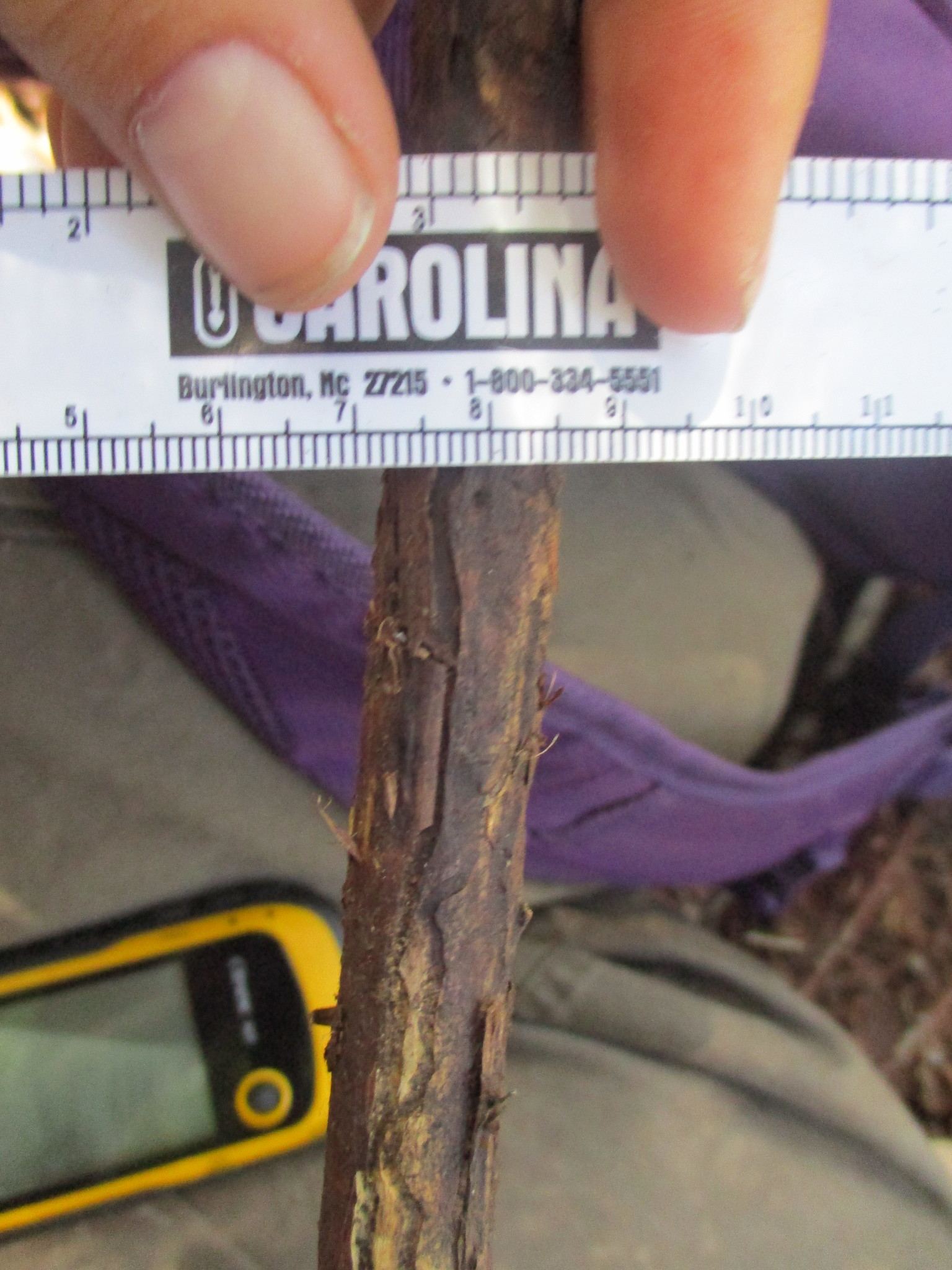 Dendroctonus brevicomis