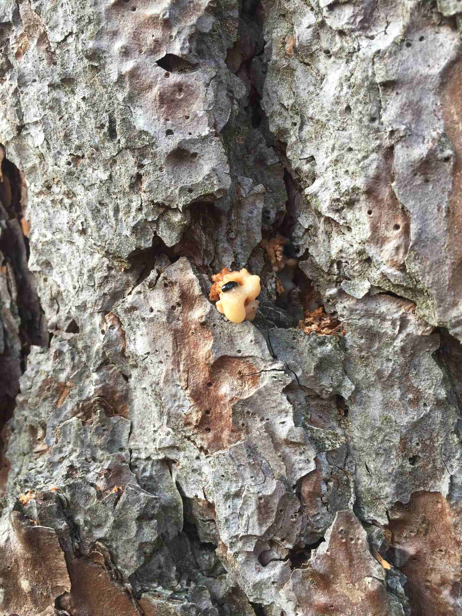 Dendroctonus brevicomis