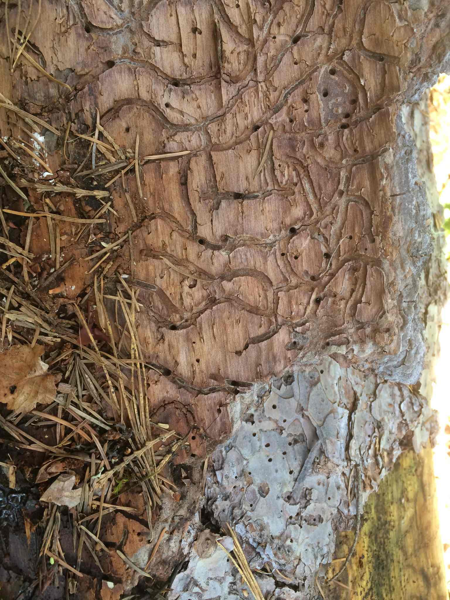 Dendroctonus brevicomis