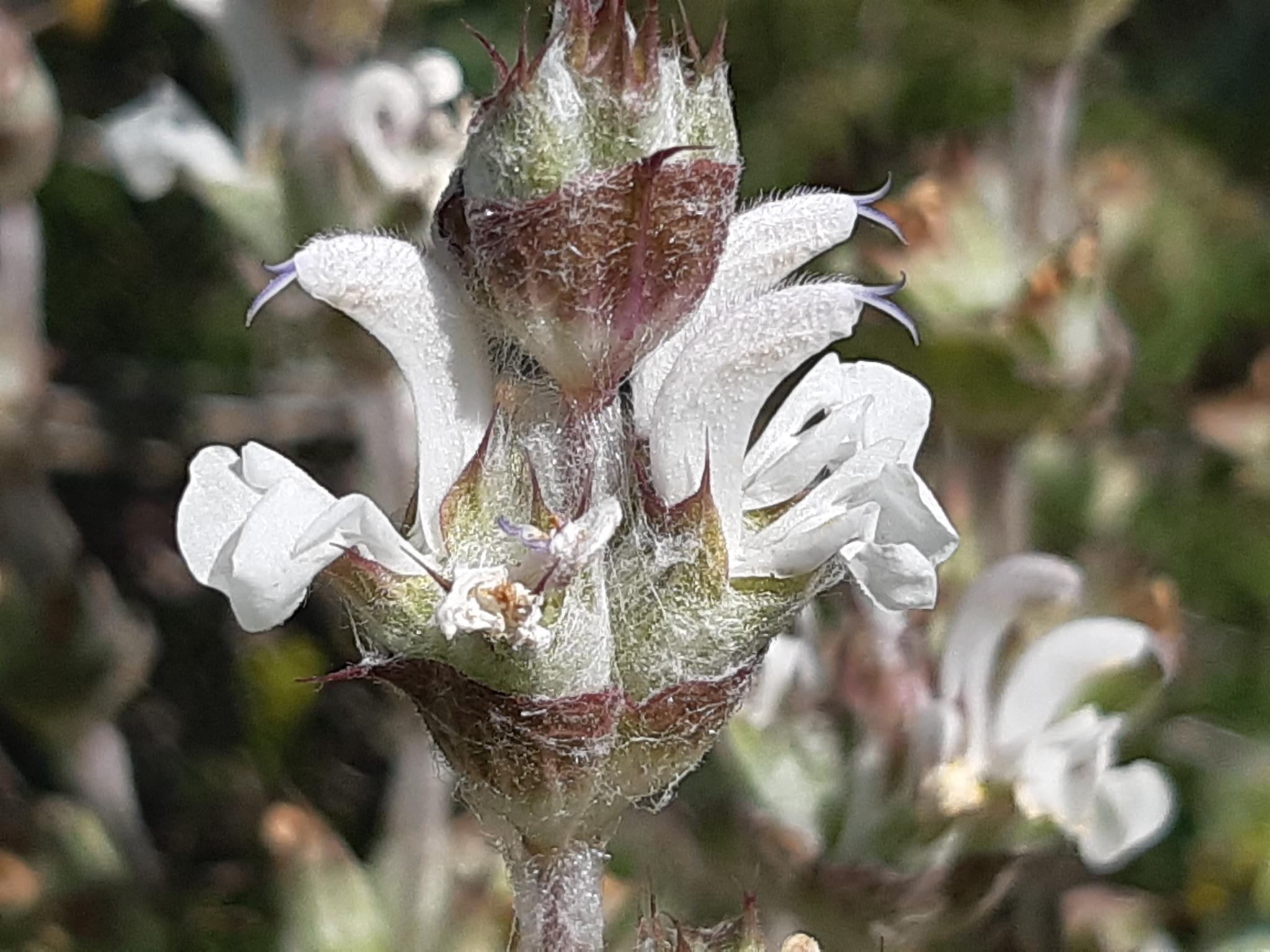 Salvia aethiopis