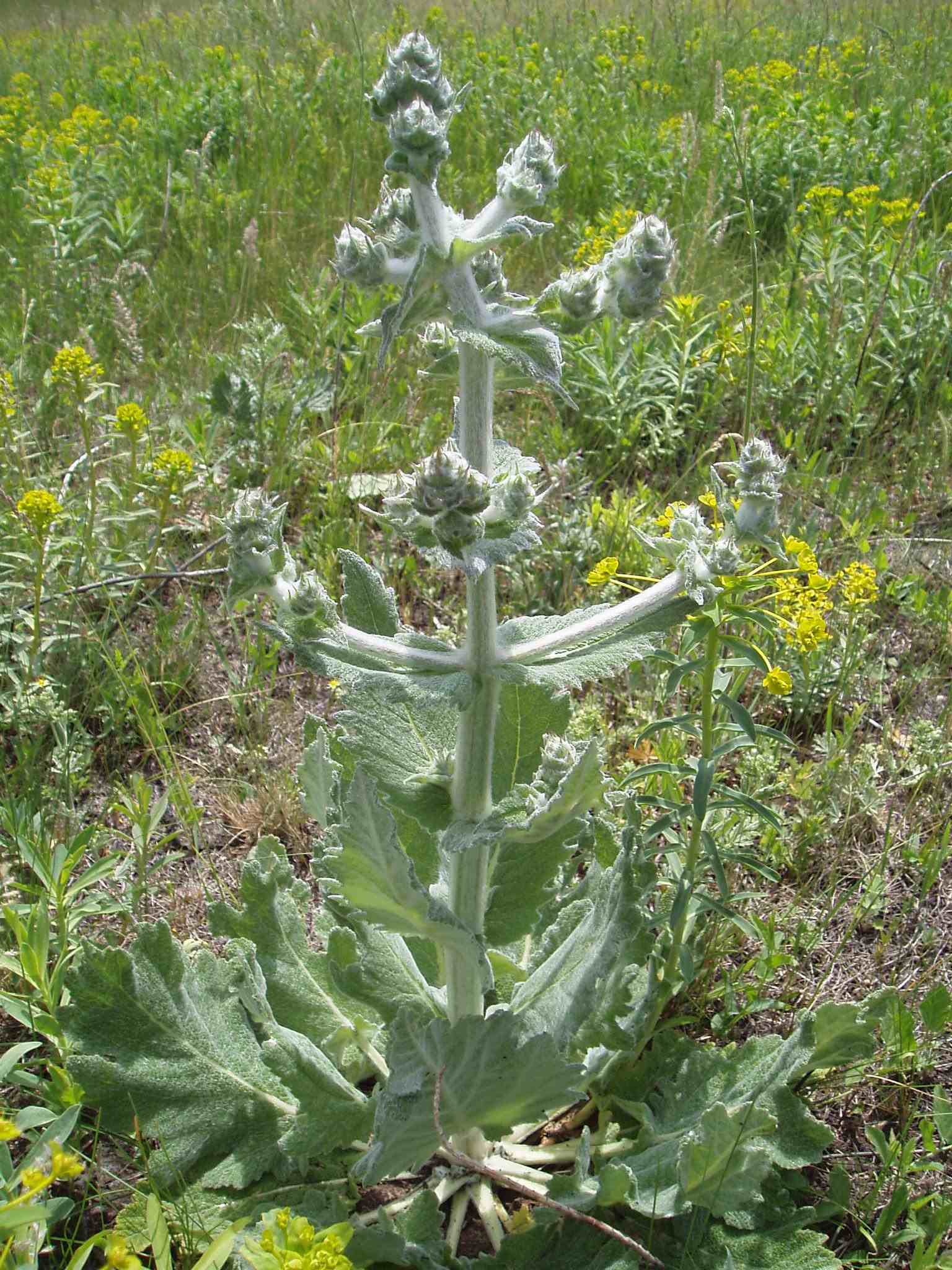 Salvia aethiopis
