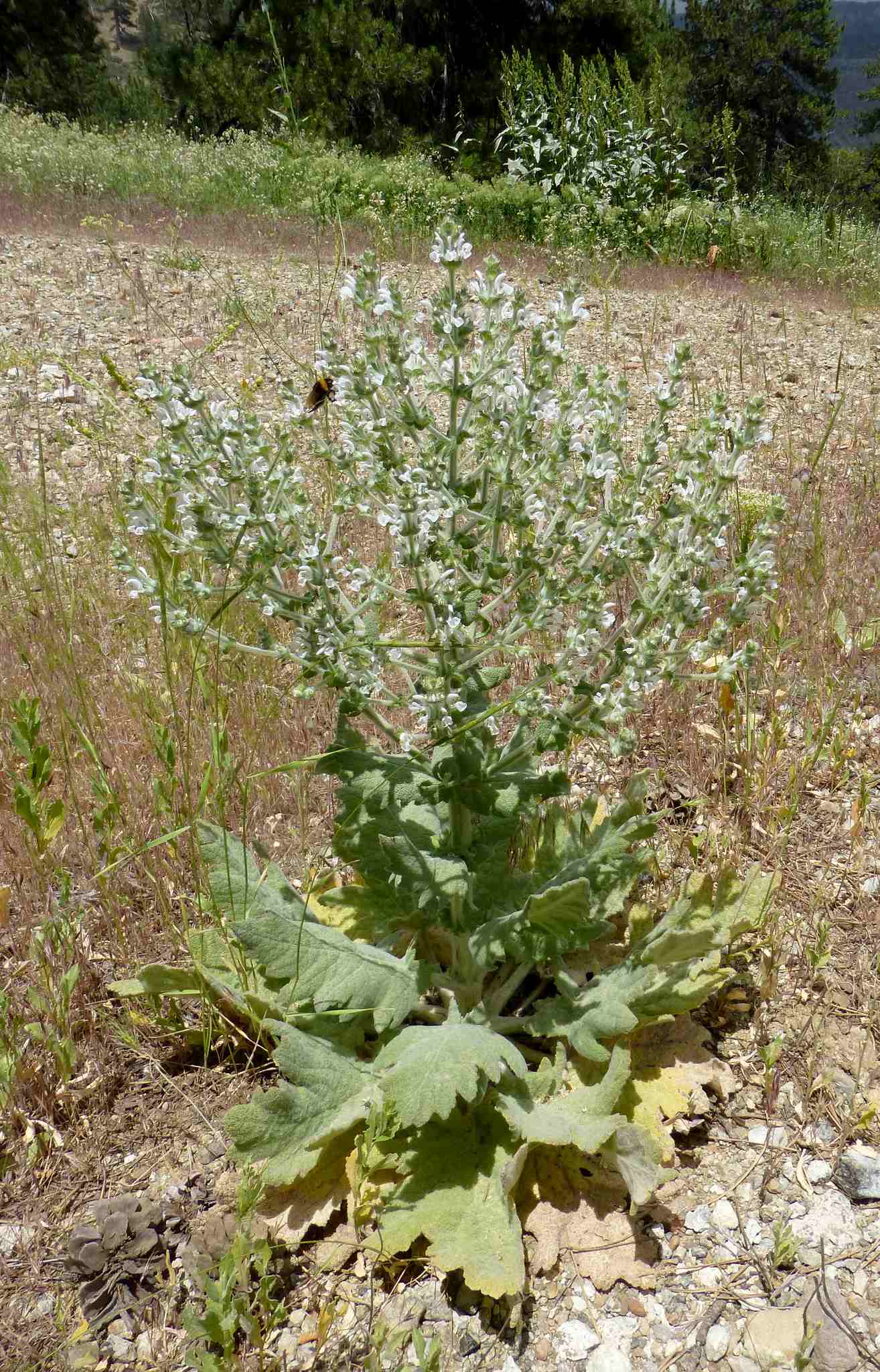 Salvia aethiopis
