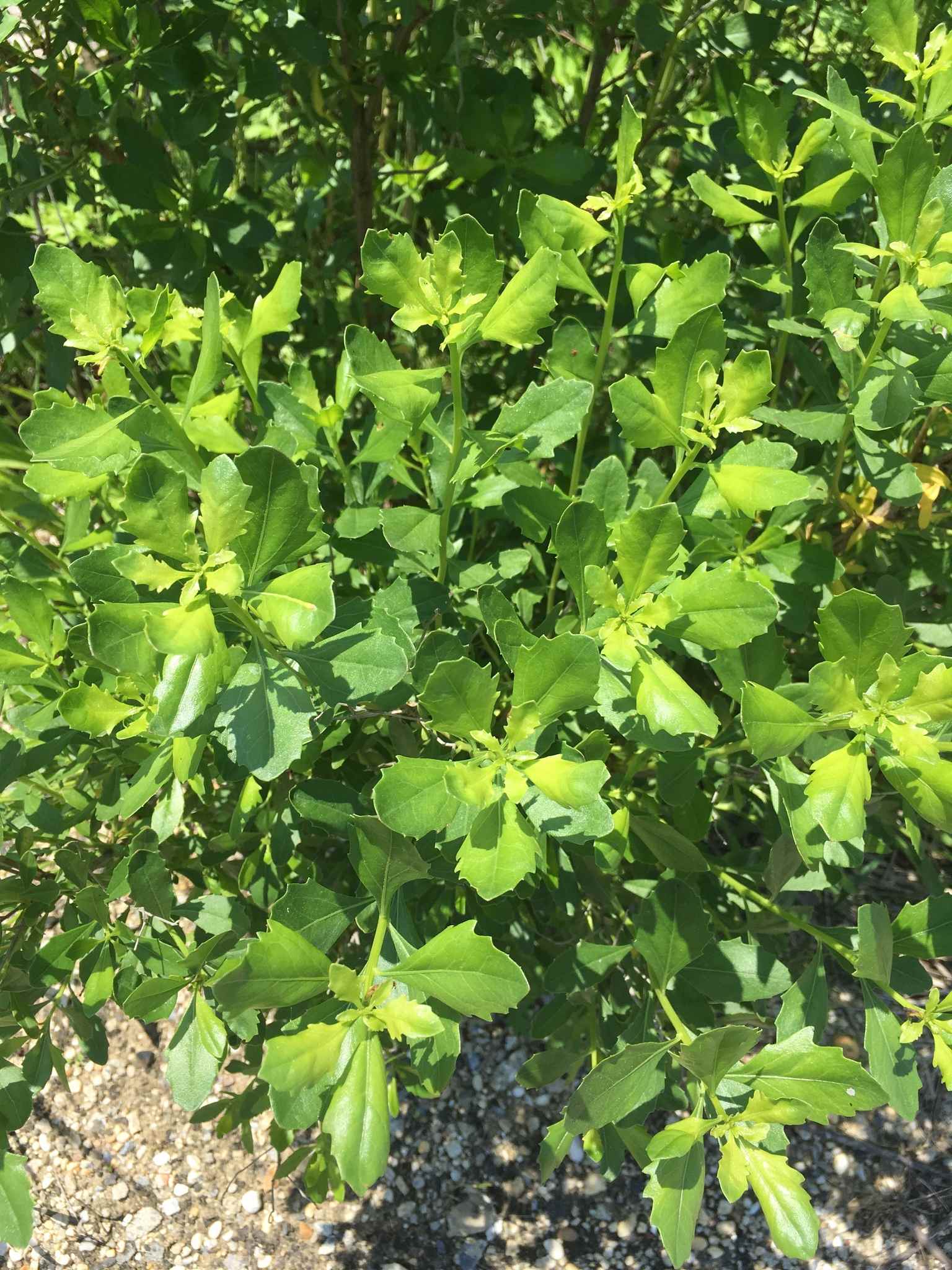 Baccharis halimifolia