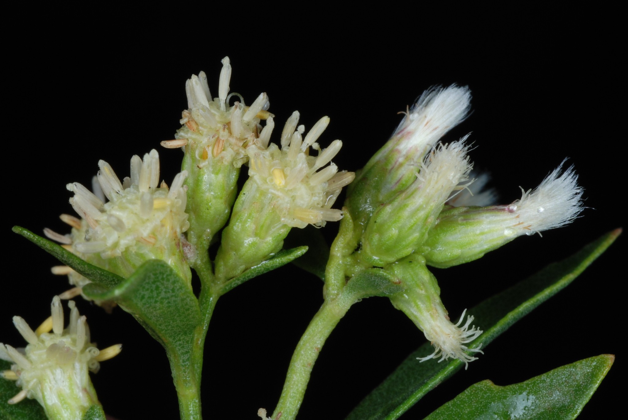 Baccharis halimifolia