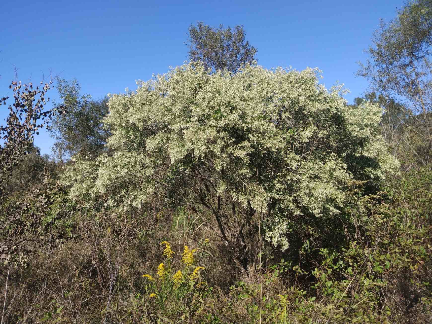 Baccharis halimifolia