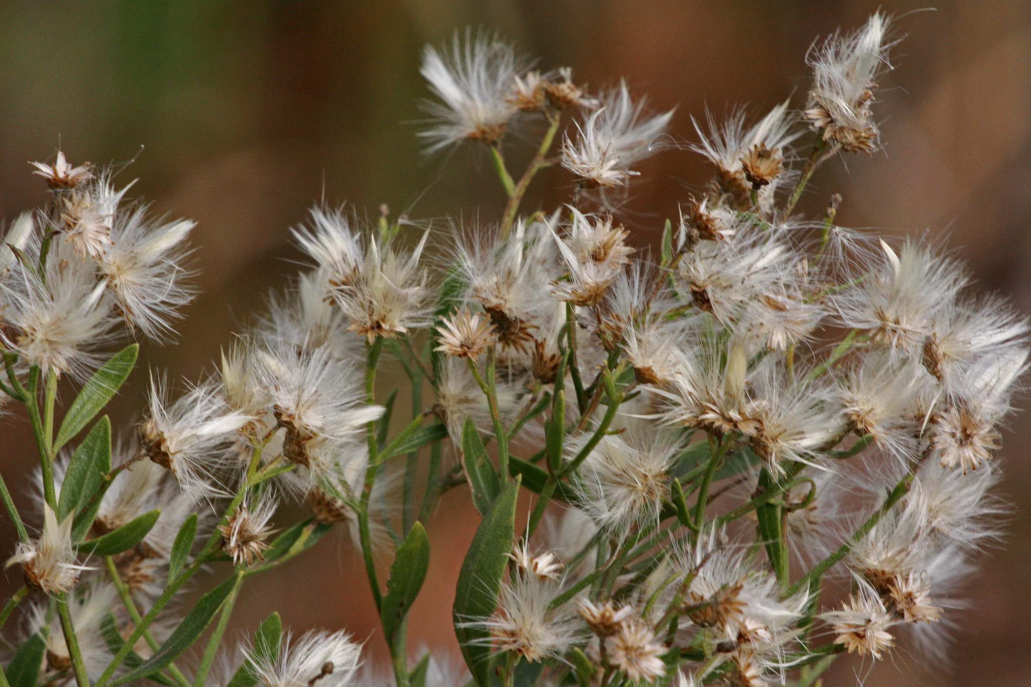 Baccharis halimifolia