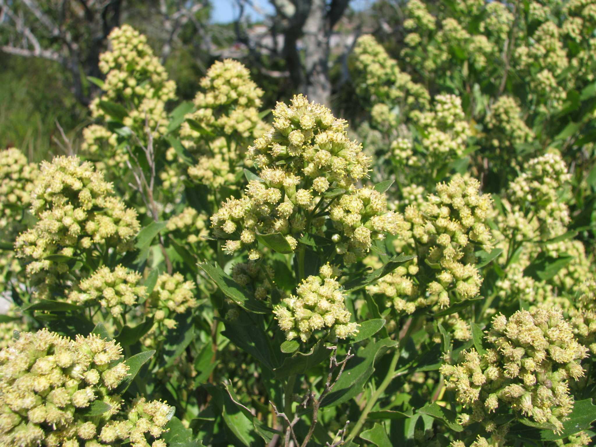 Baccharis halimifolia