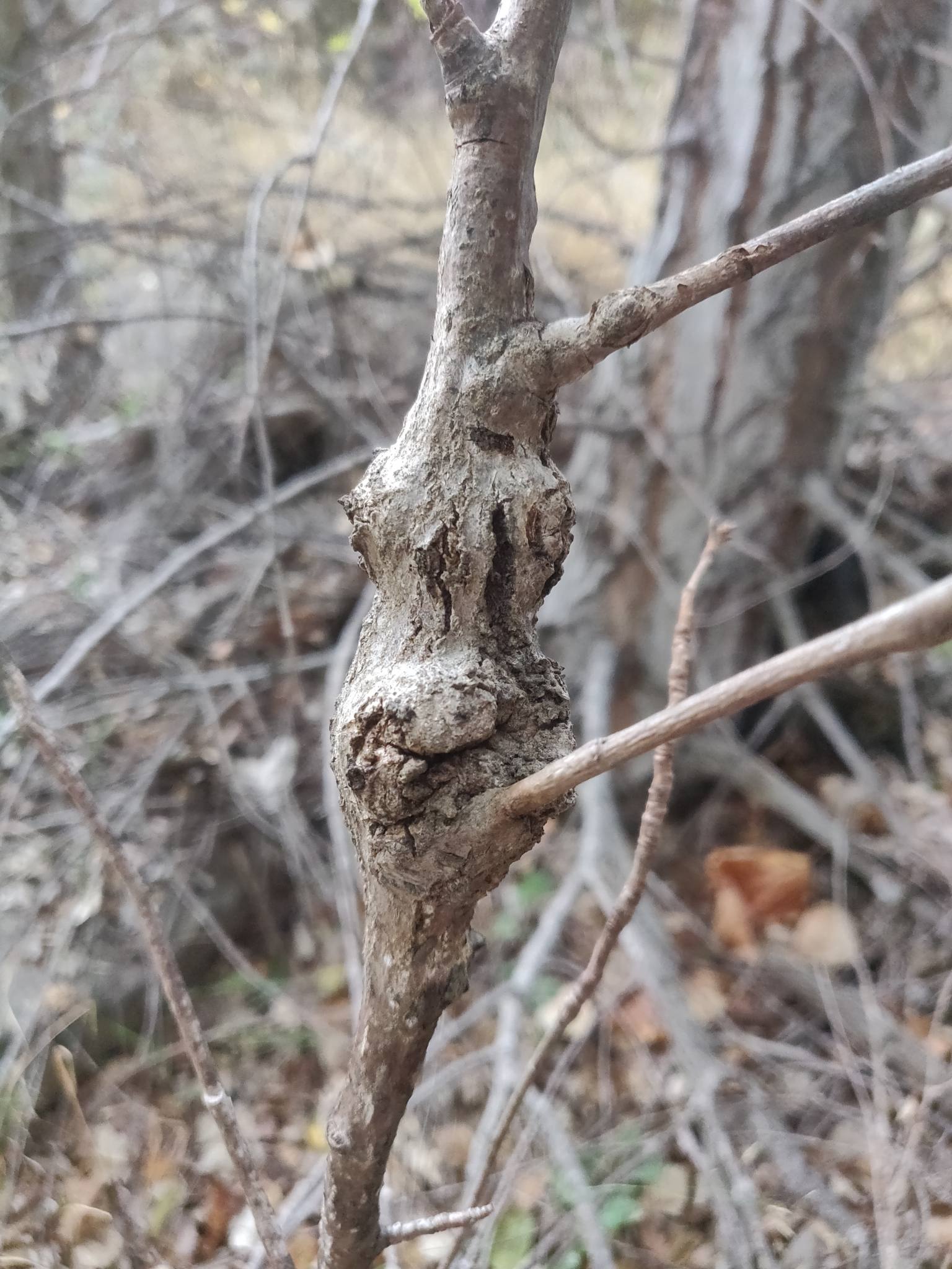 Saperda populnea