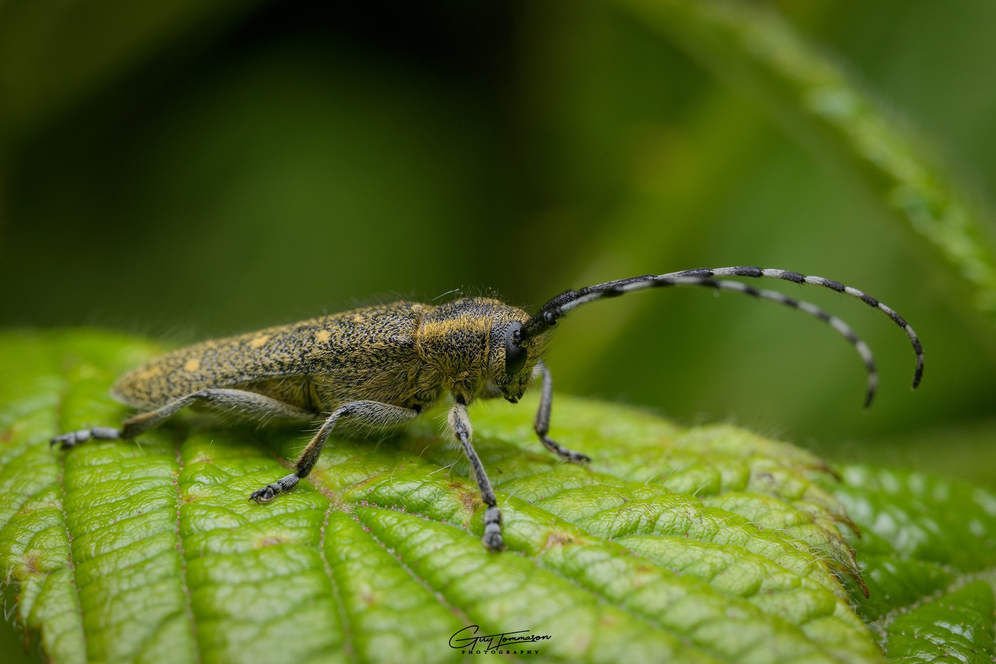 Saperda populnea