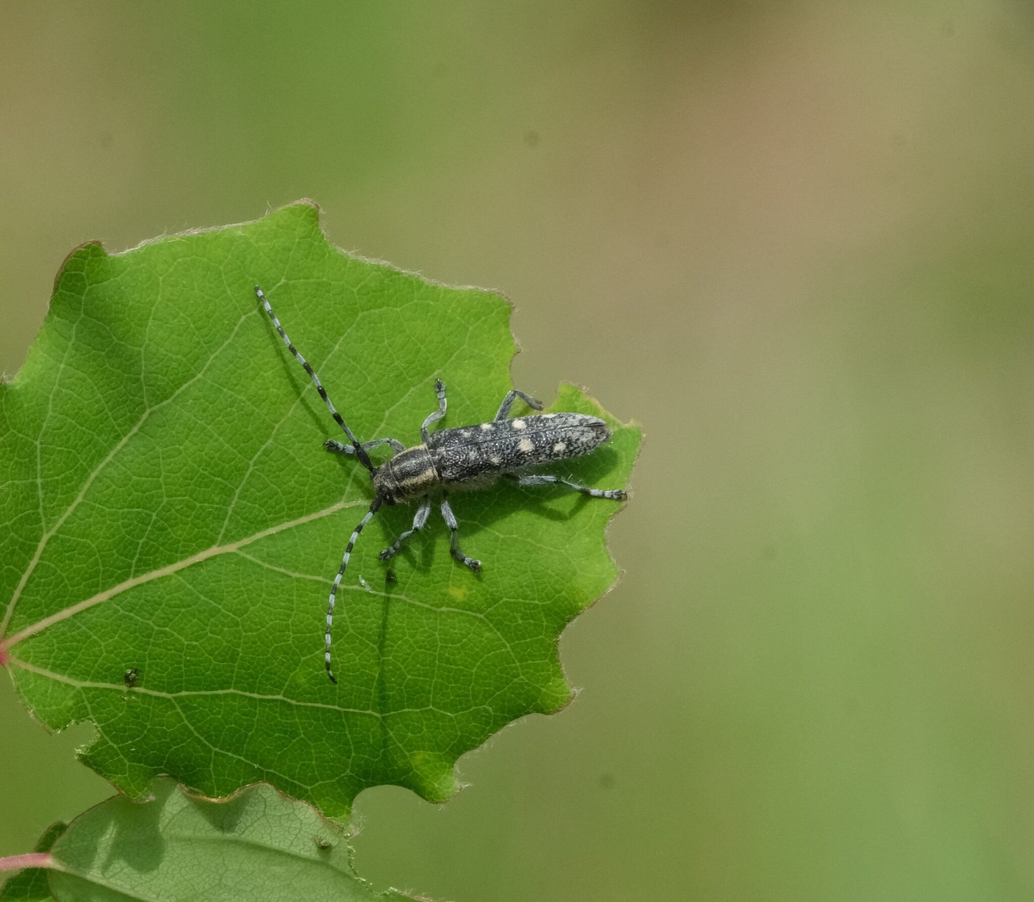 Saperda populnea