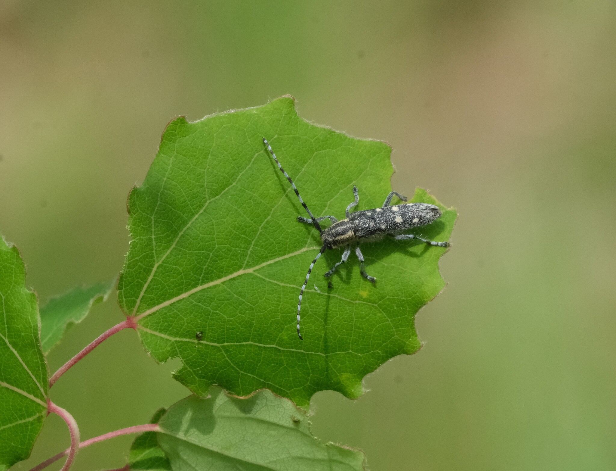 Saperda populnea