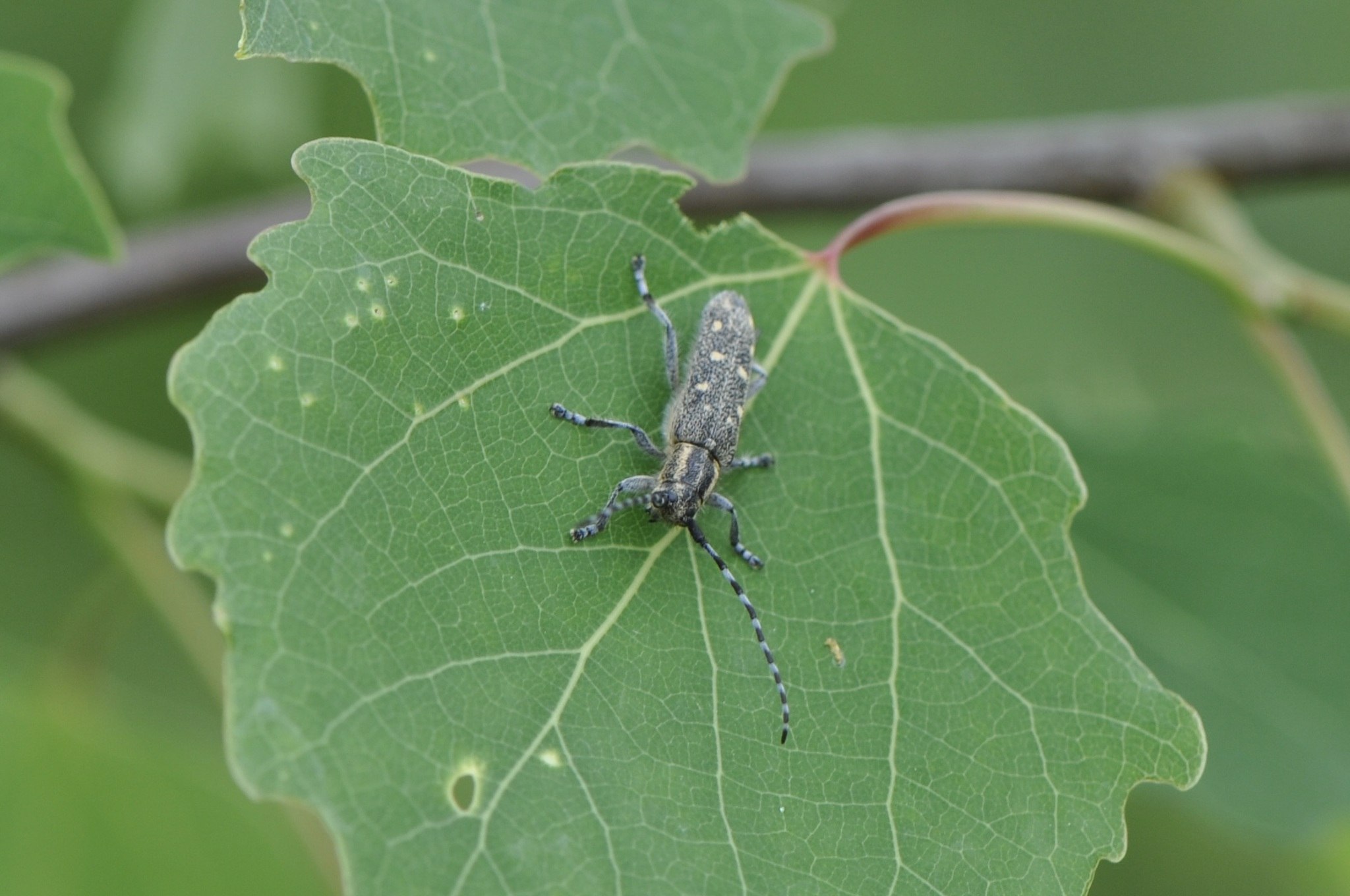 Saperda populnea