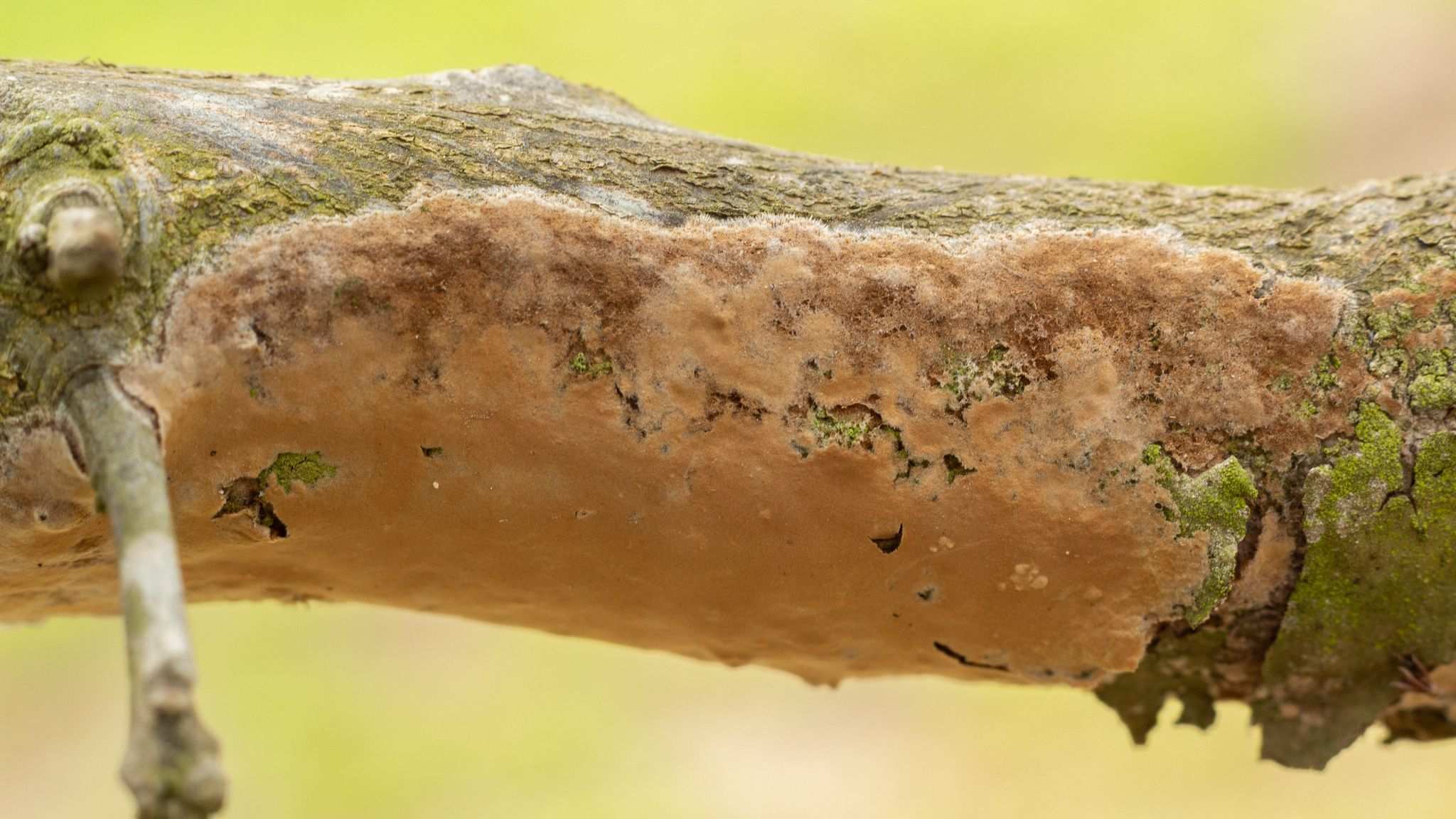 Septobasidium pseudopedicellatum