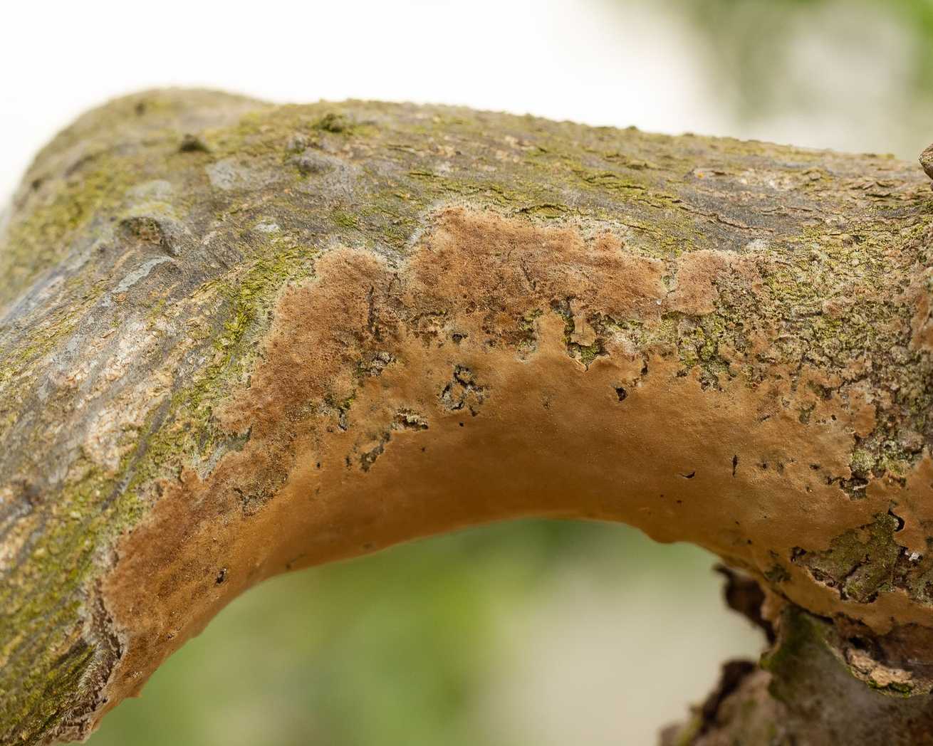 Septobasidium pseudopedicellatum