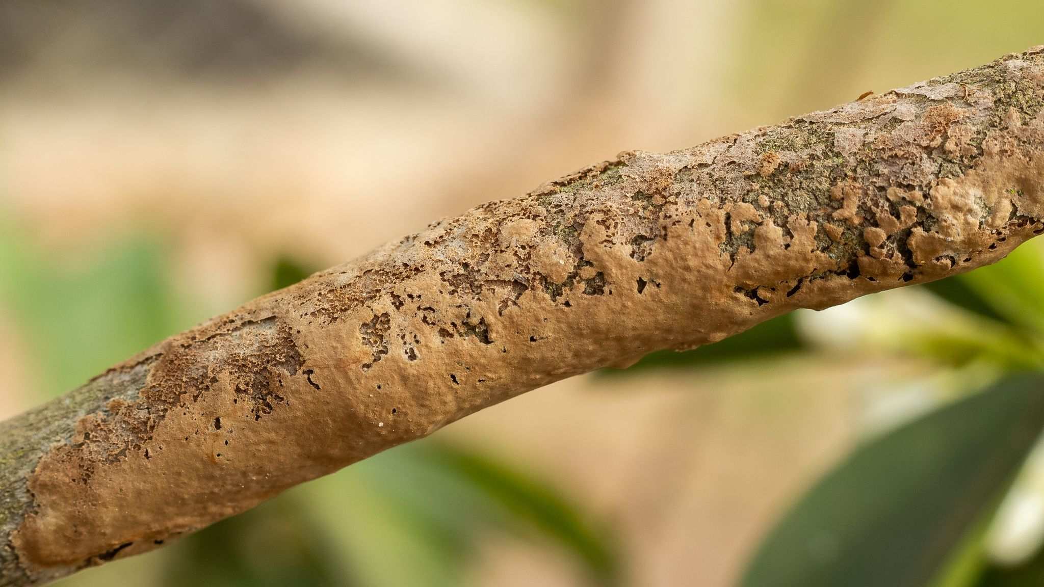 Septobasidium pseudopedicellatum
