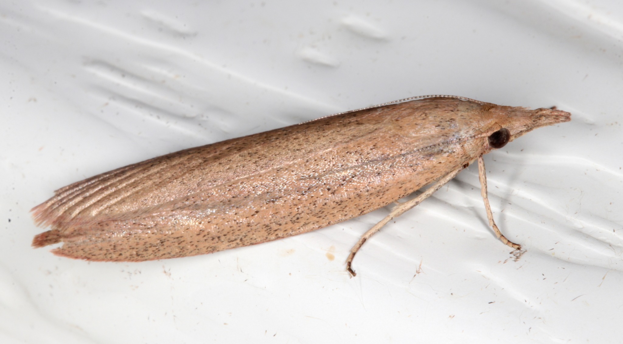 Meyriccia latro
