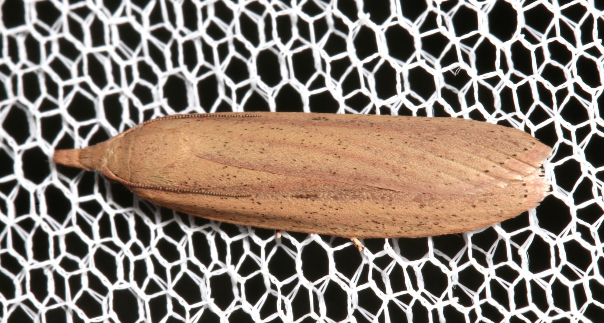Meyriccia latro