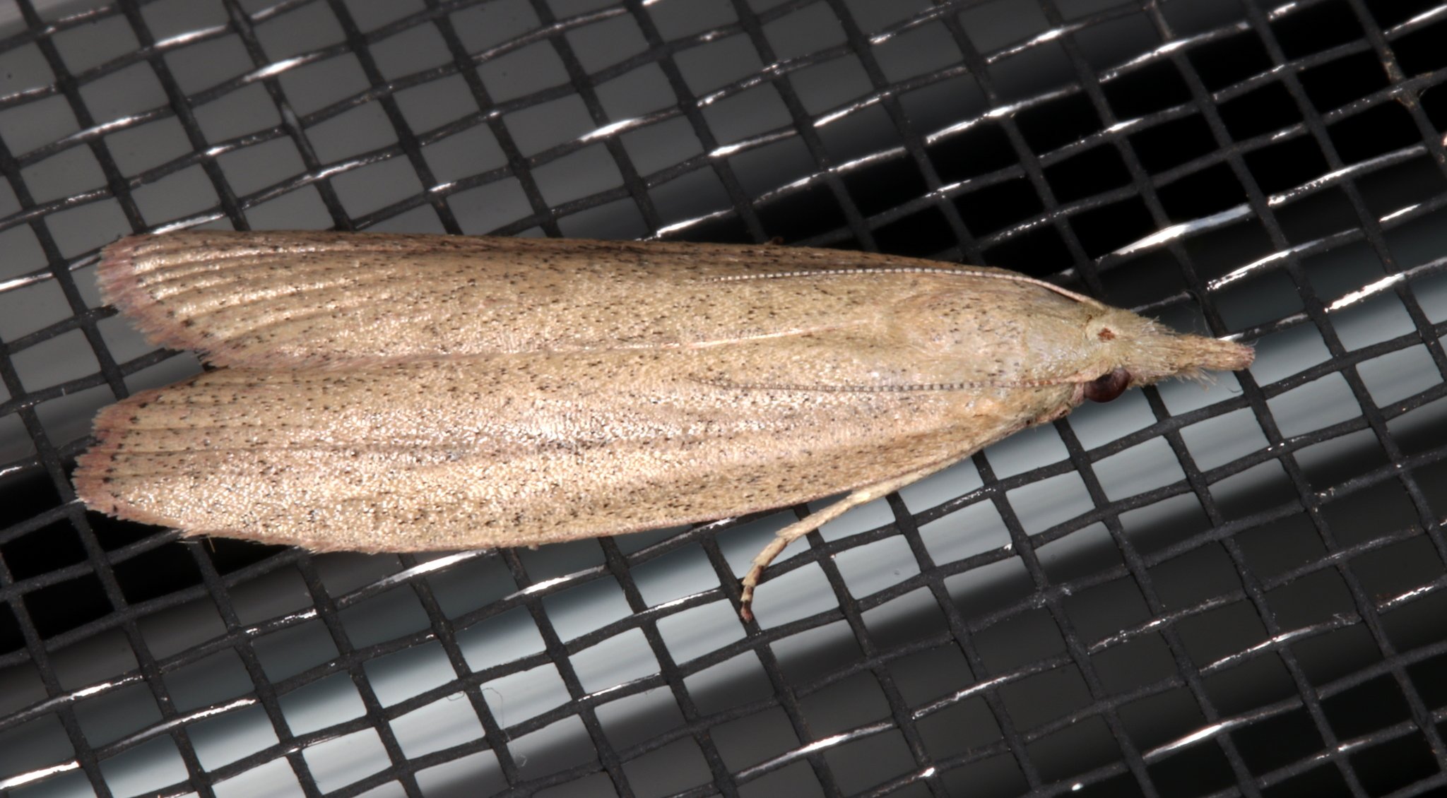 Meyriccia latro