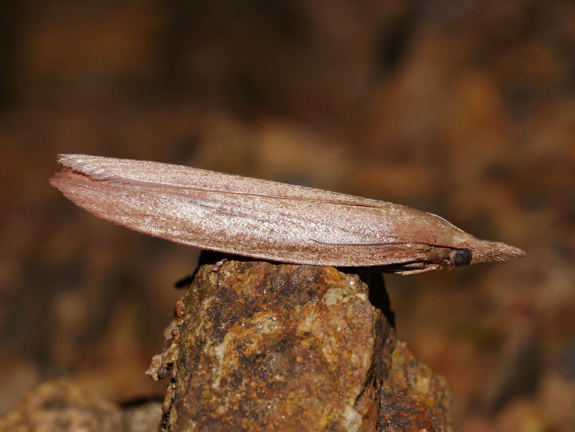 Meyriccia latro