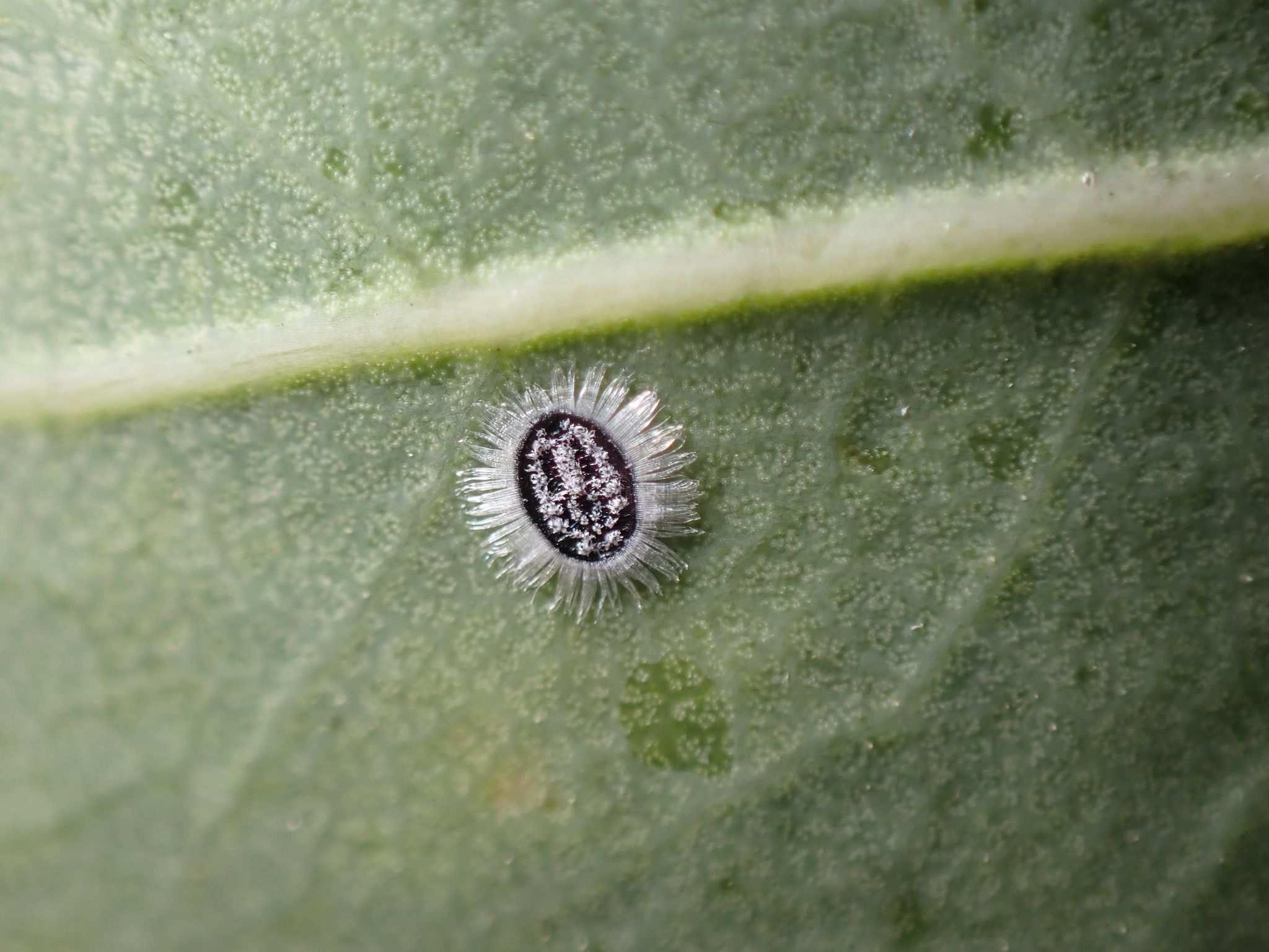 Aleuroparadoxus
