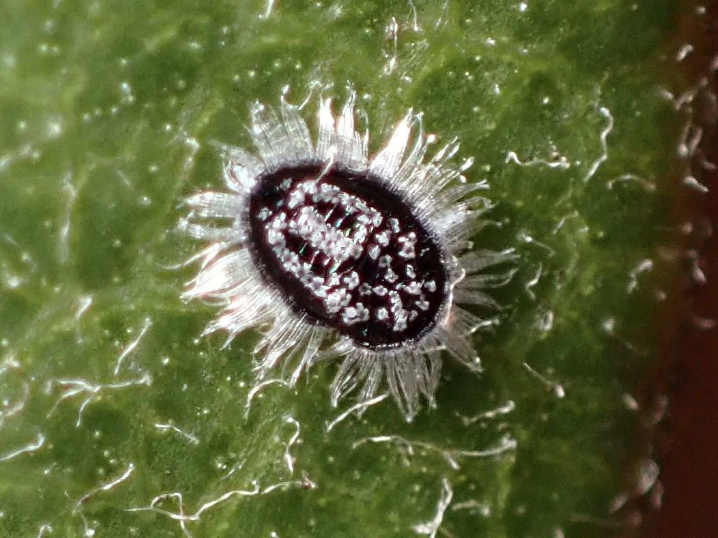 Aleuroparadoxus
