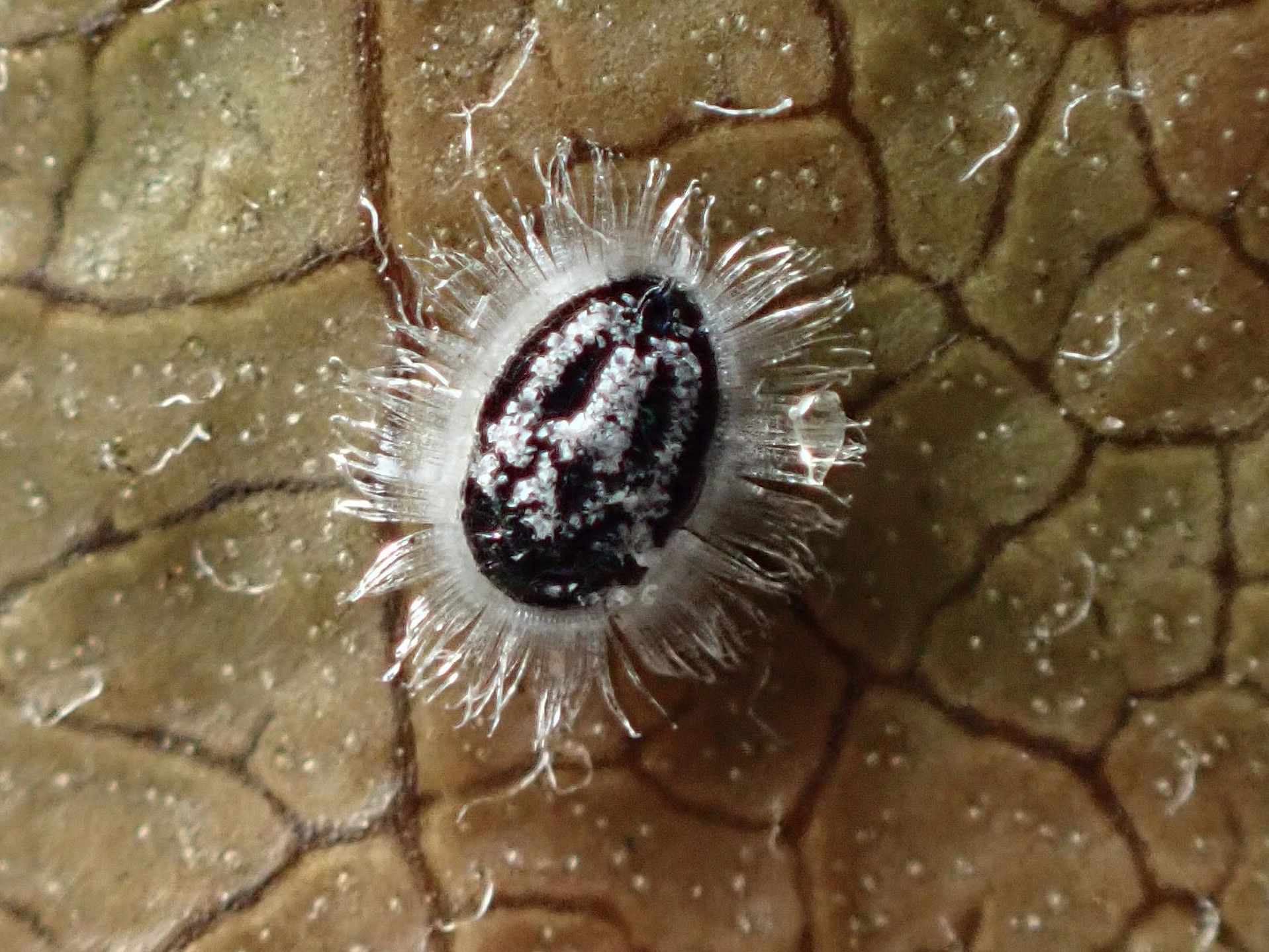 Aleuroparadoxus