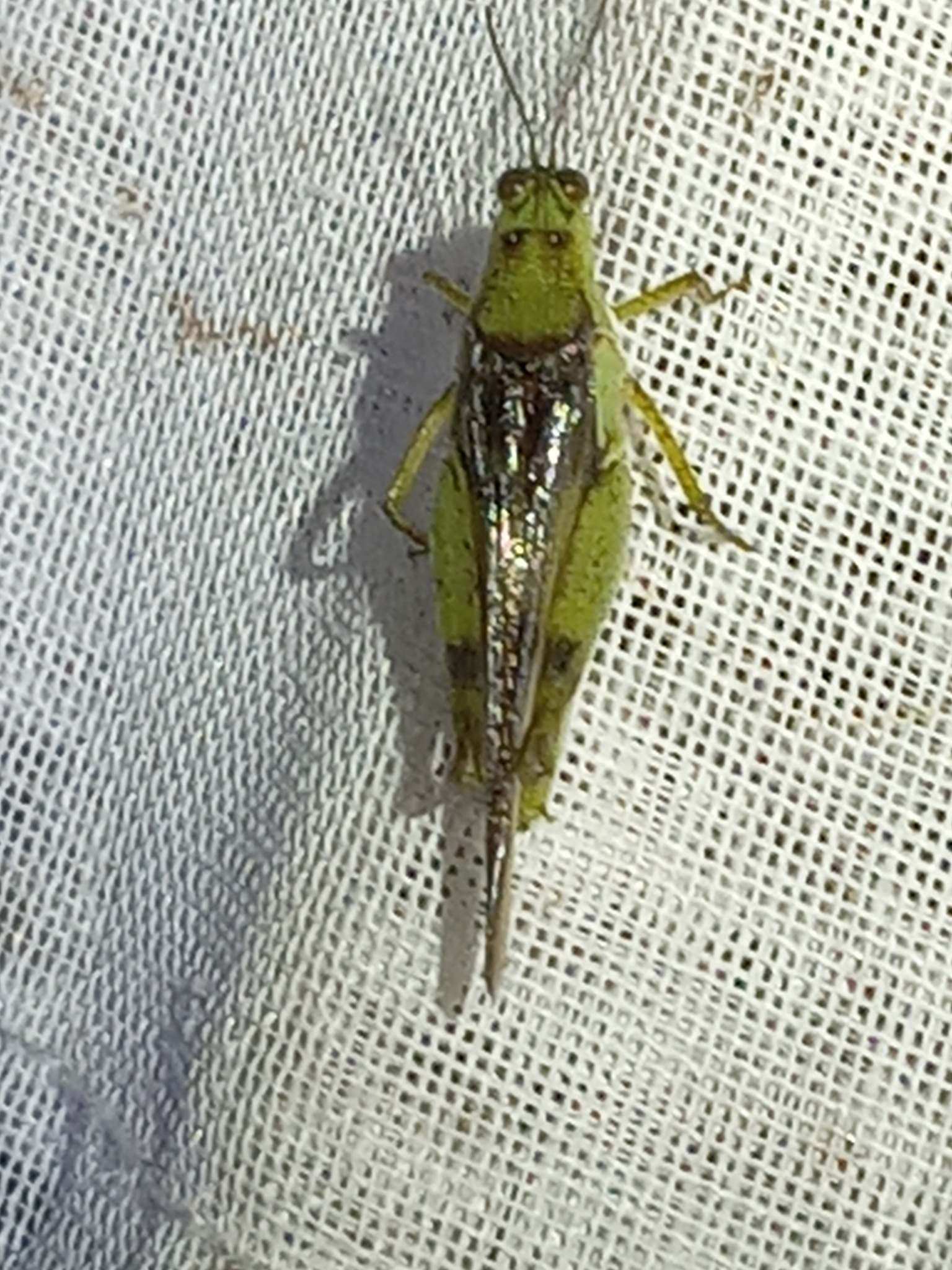 Paulinia acuminata