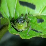 Paulinia acuminata