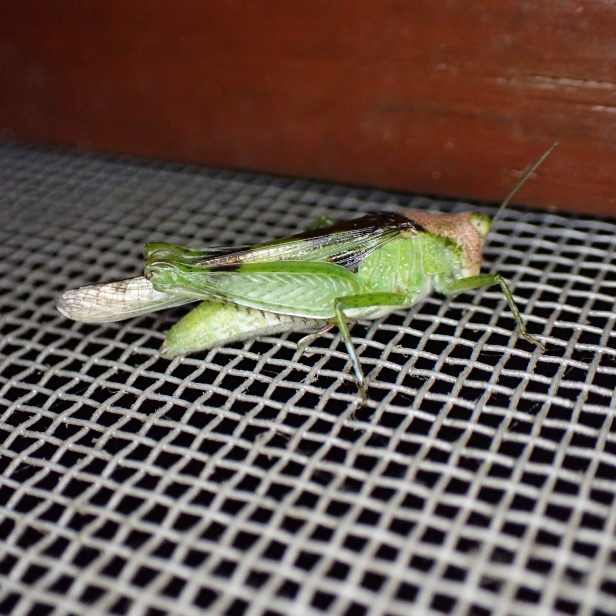 Paulinia acuminata