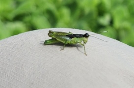 Paulinia acuminata