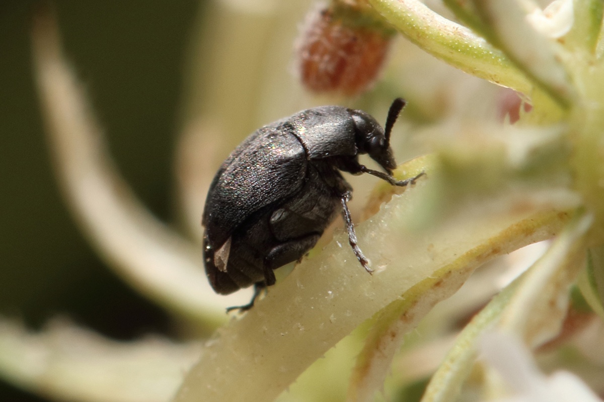 Spermophagus