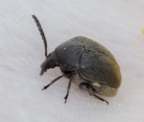 Spermophagus