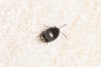 Spermophagus