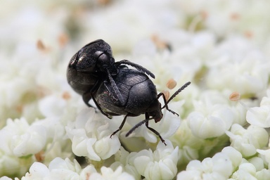 Spermophagus