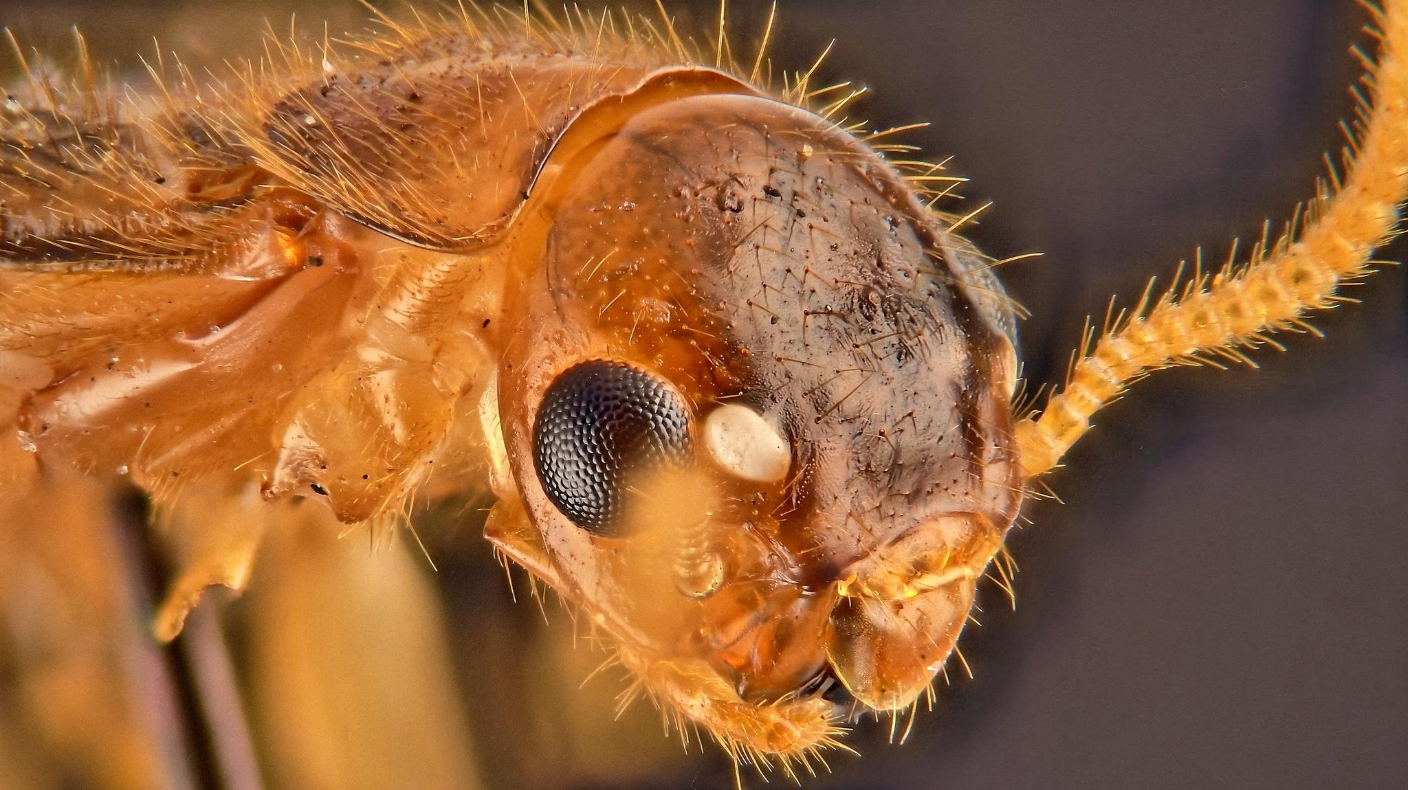 Coptotermes formosanus
