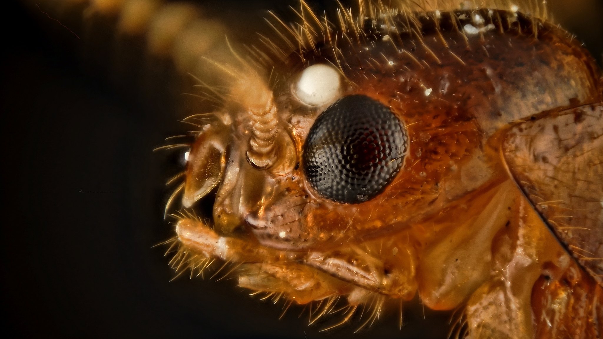 Coptotermes formosanus