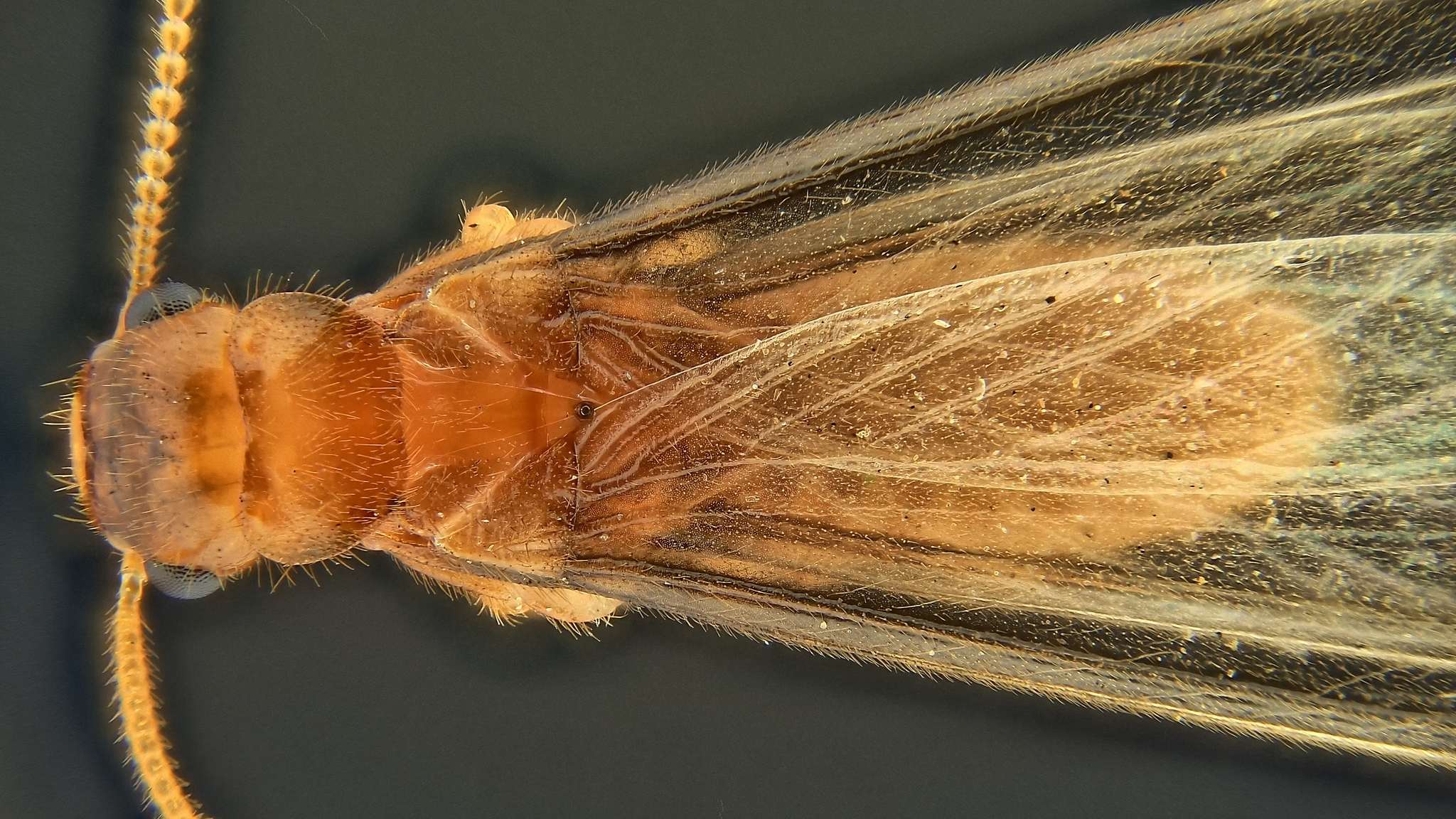 Coptotermes formosanus