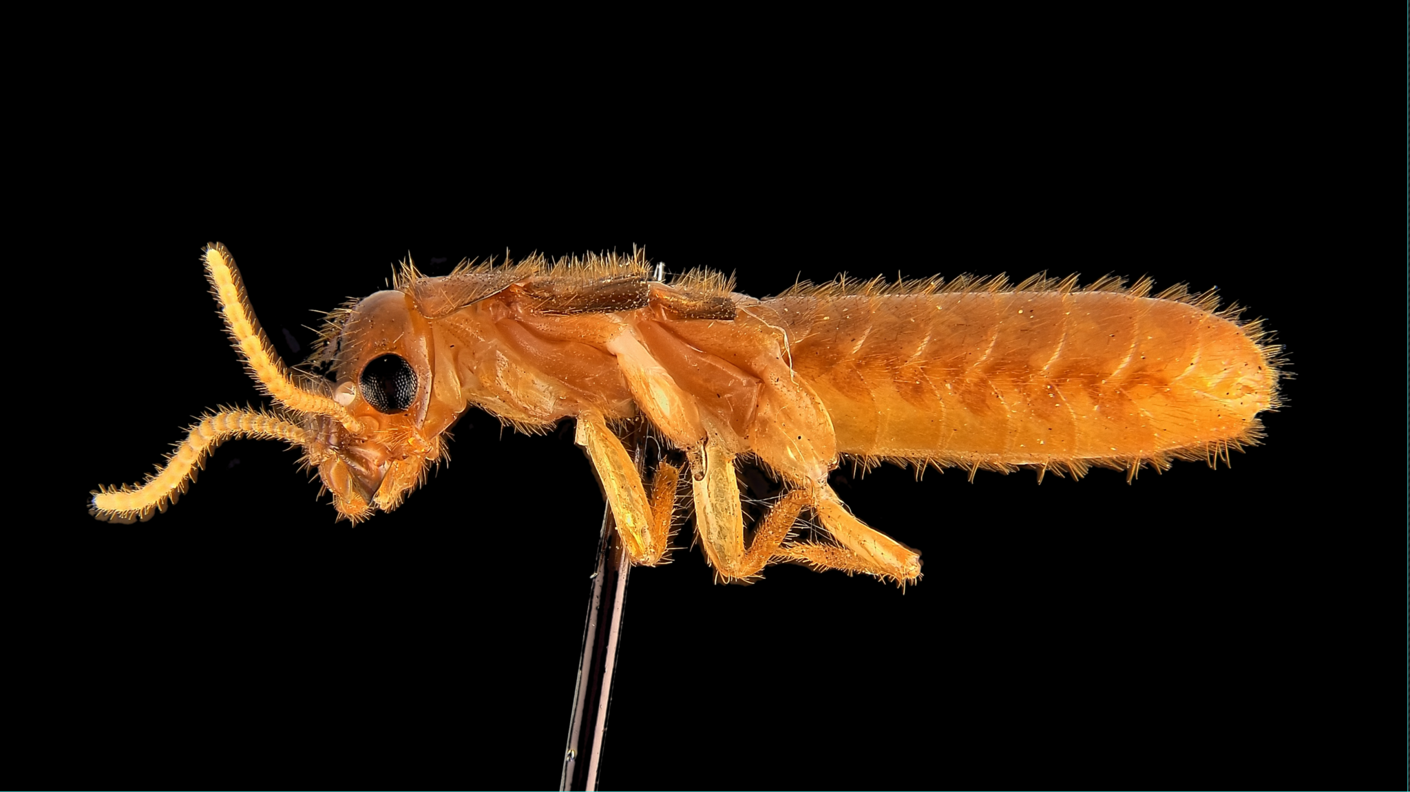 Coptotermes formosanus