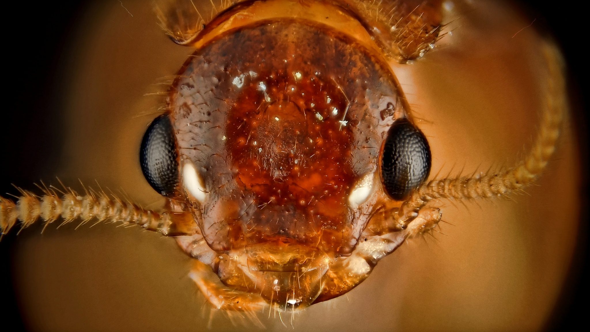Coptotermes formosanus