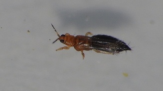 Thrips hawaiiensis