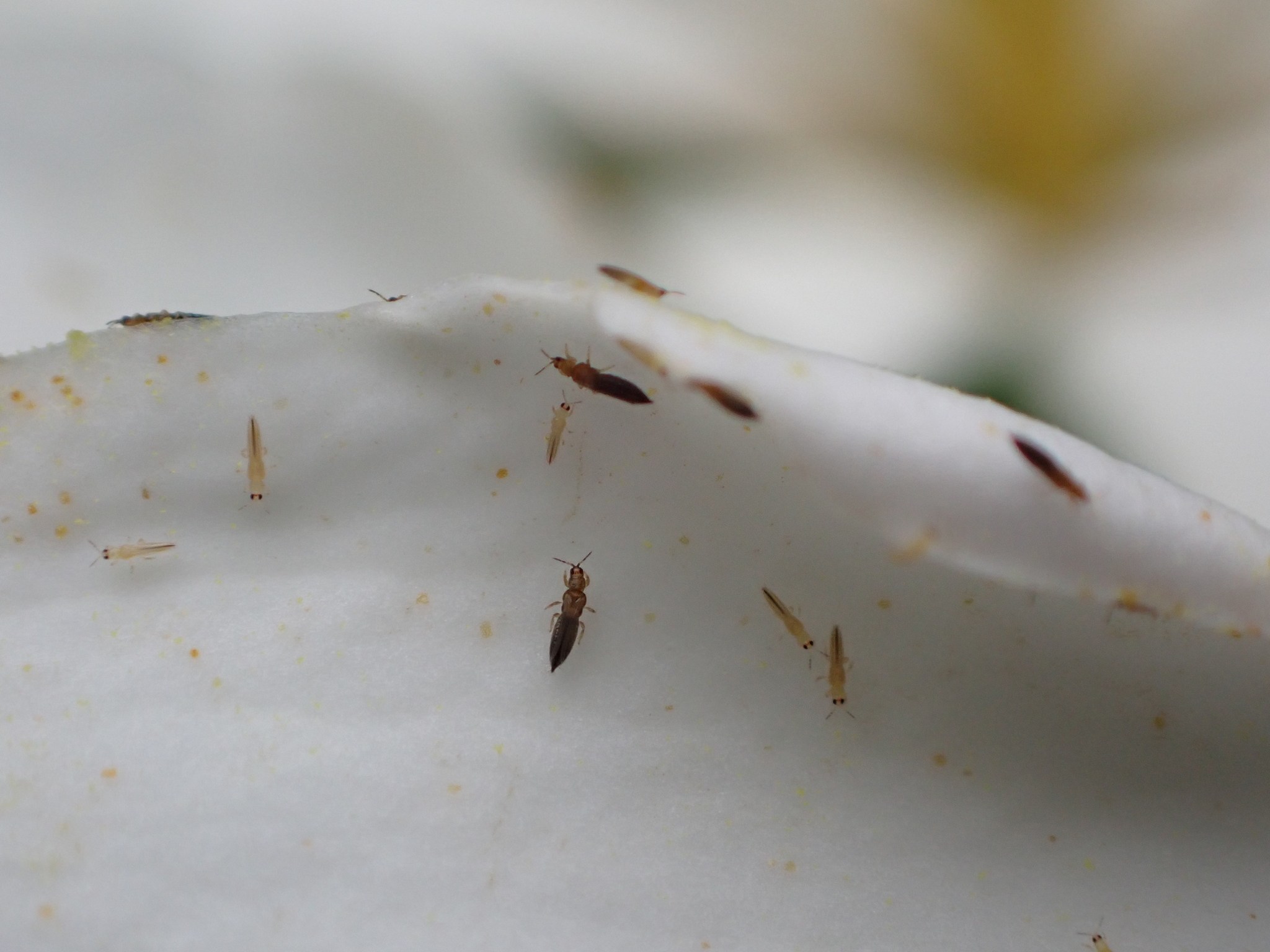 Thrips hawaiiensis