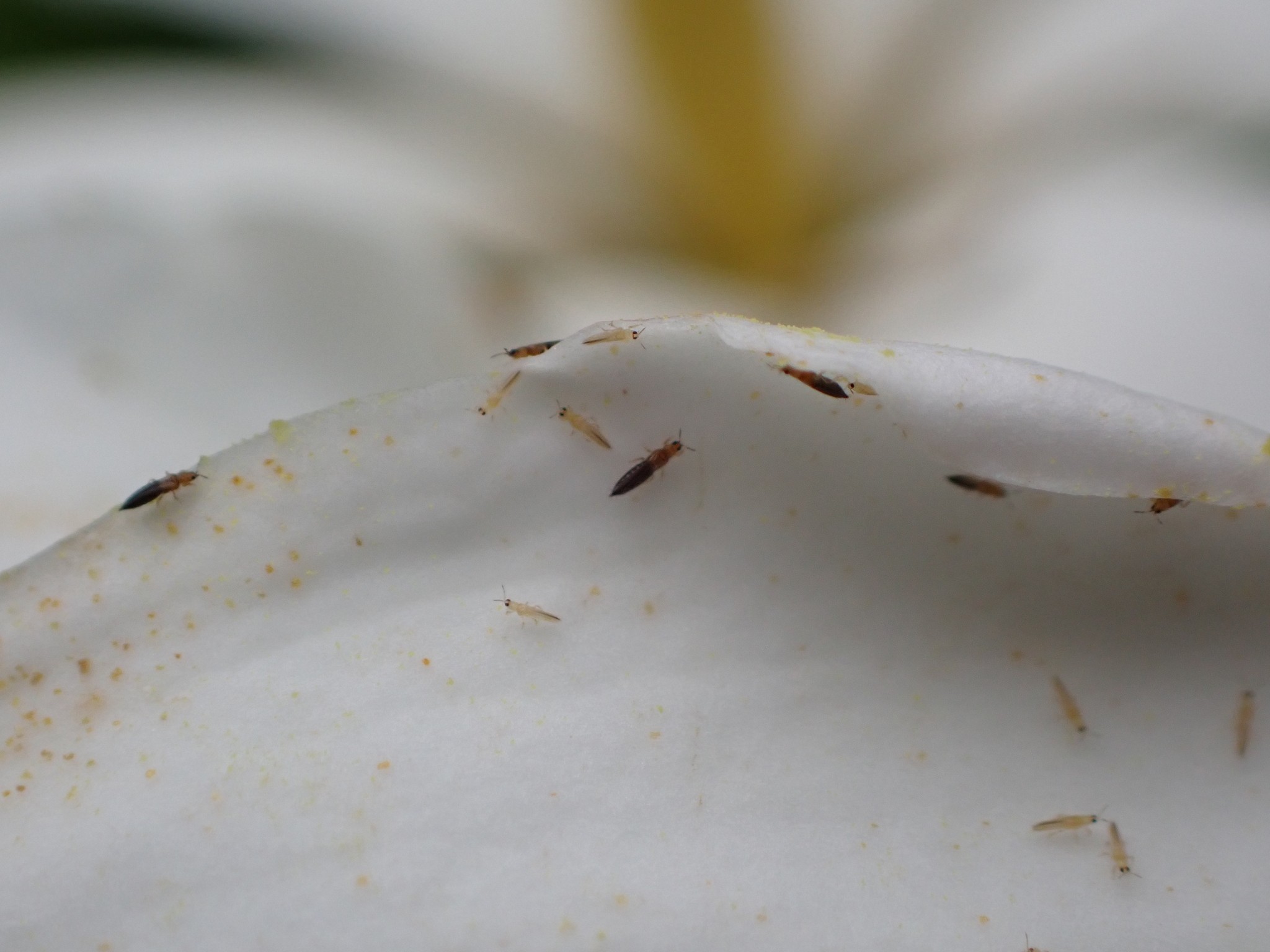 Thrips hawaiiensis
