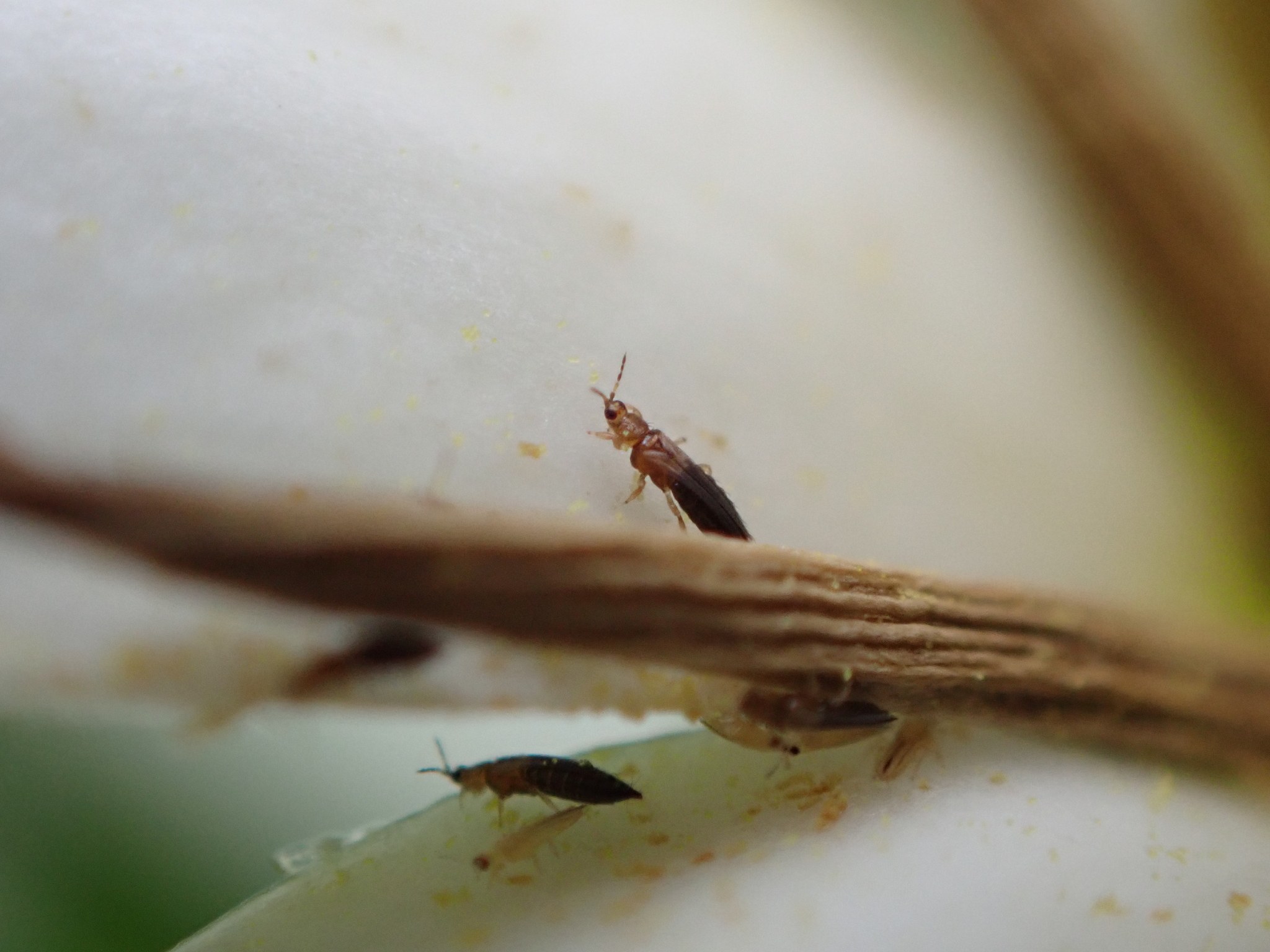 Thrips hawaiiensis