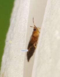 Thrips hawaiiensis
