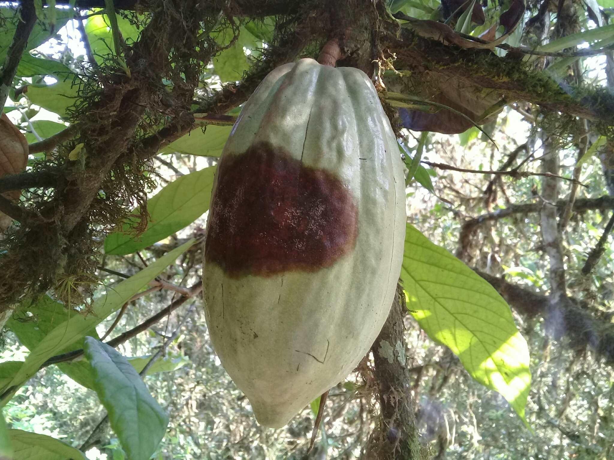 Moniliophthora roreri