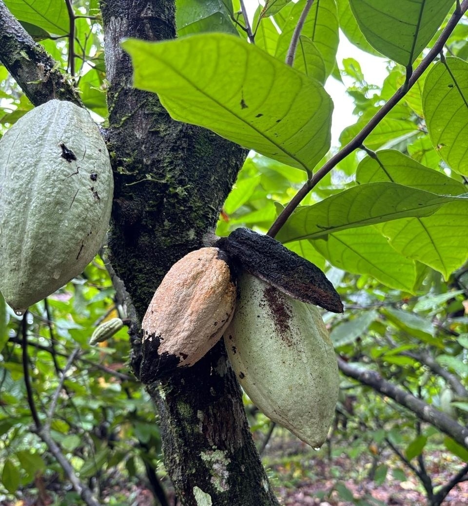 Moniliophthora roreri