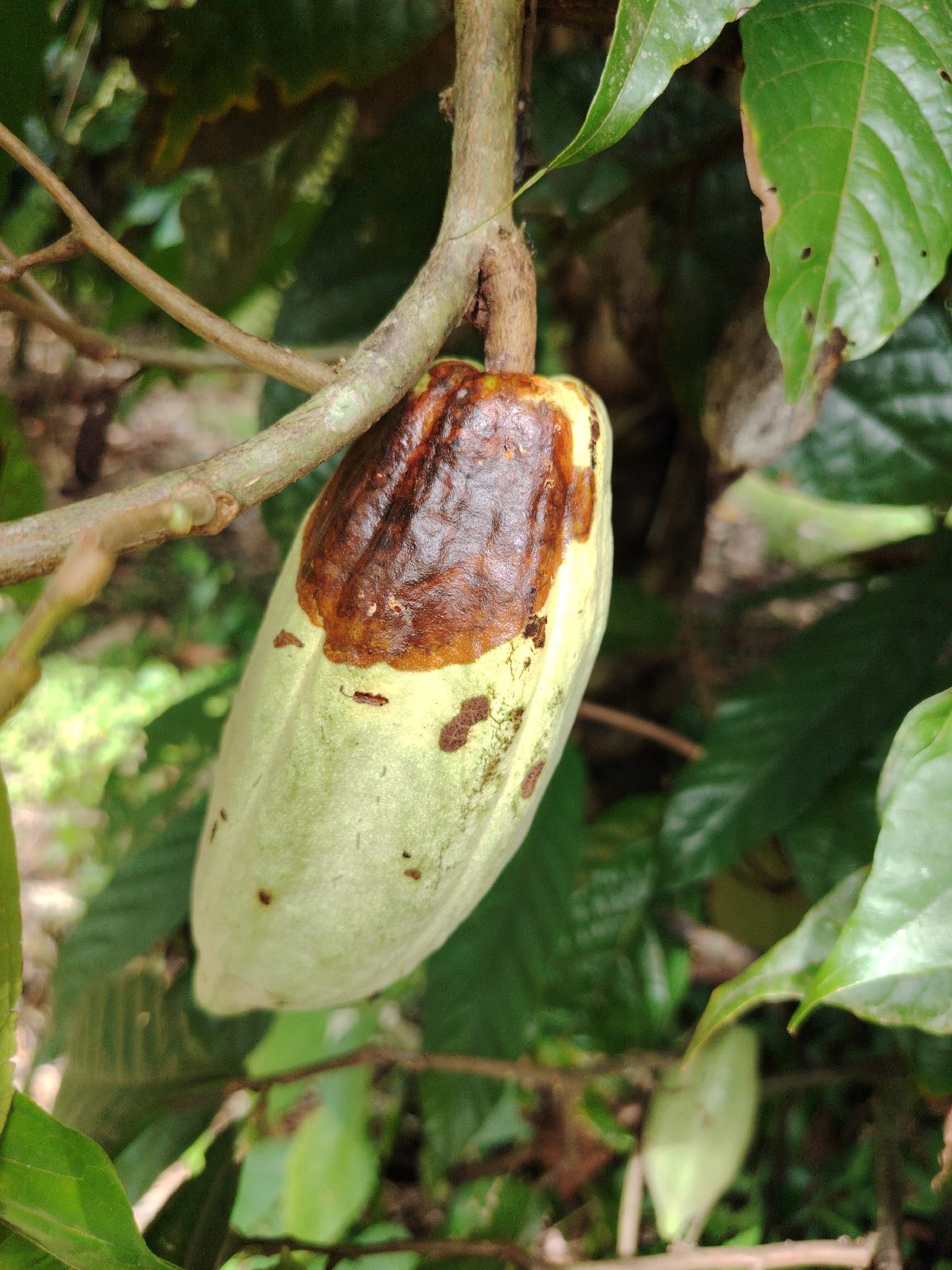 Moniliophthora roreri