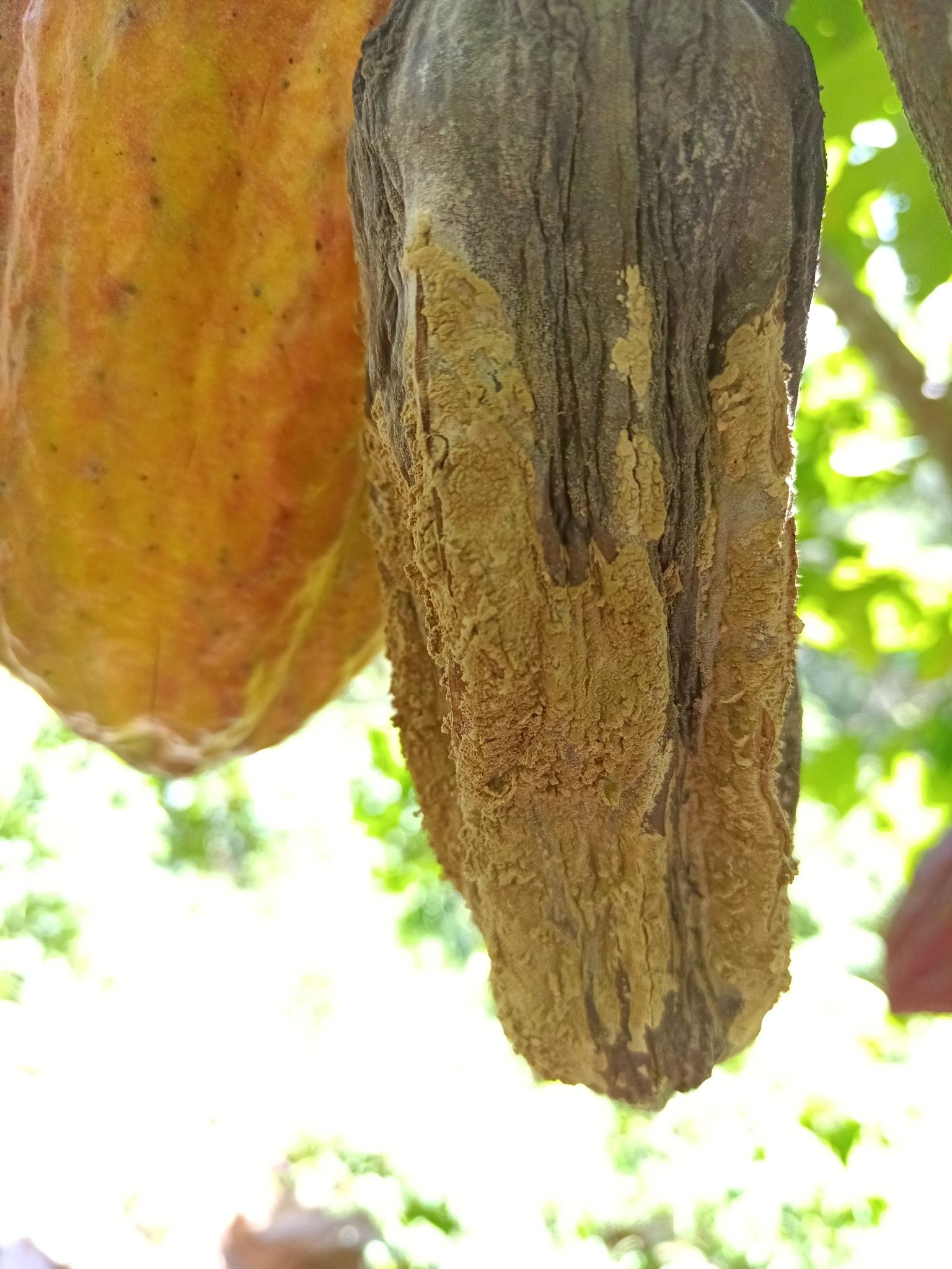 Moniliophthora roreri