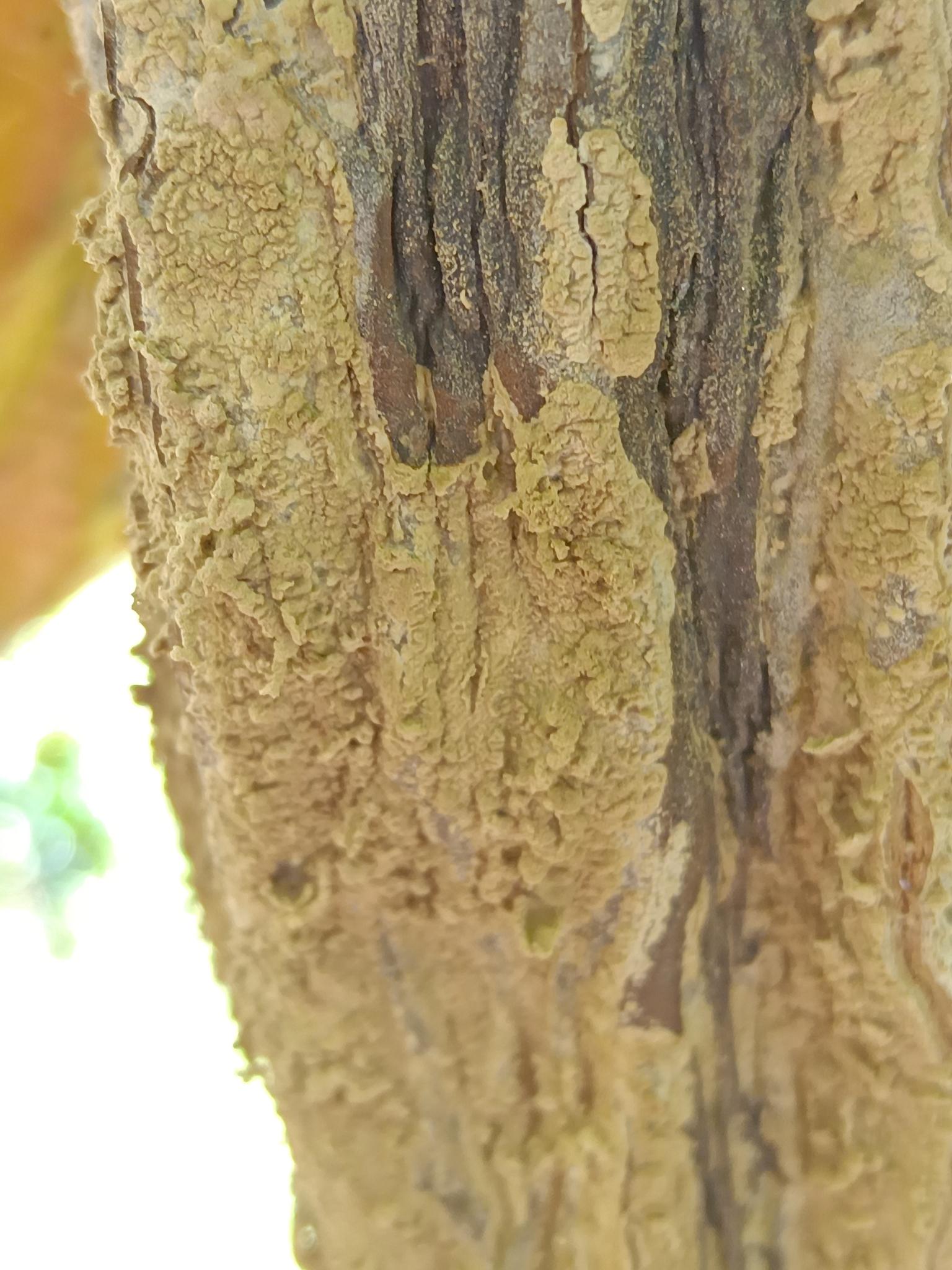 Moniliophthora roreri