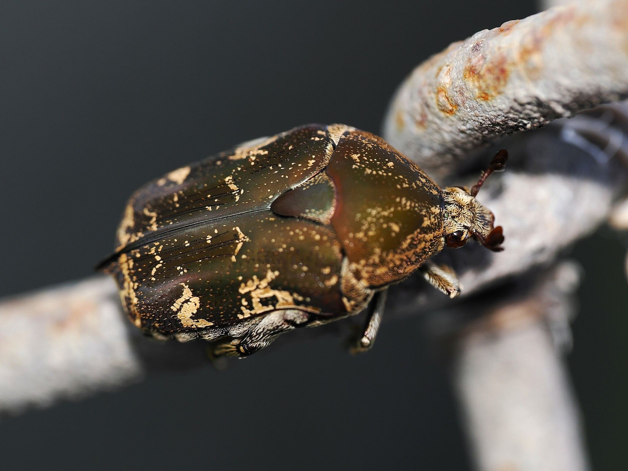 Protaetia fusca